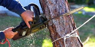 Best Fruit Tree Pruning  in Amboy, WA