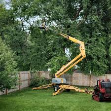 Trusted Amboy, WA Tree Care Experts