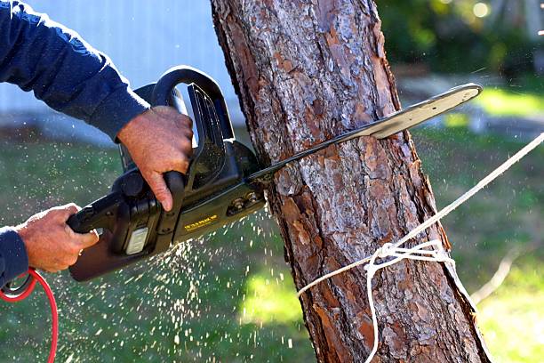 Best Tree Preservation Services  in Amboy, WA