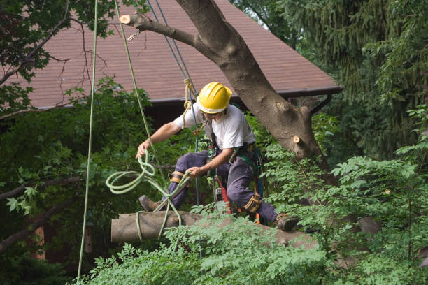 Best Weed Control  in Amboy, WA