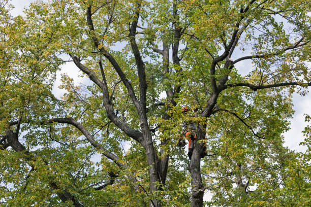 Best Tree Disease Treatment  in Amboy, WA